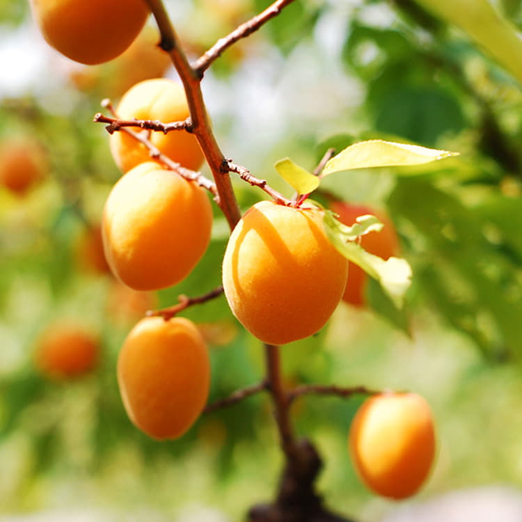 Harcot Apricot