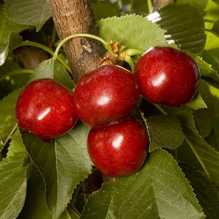 Utah Giant Cherry