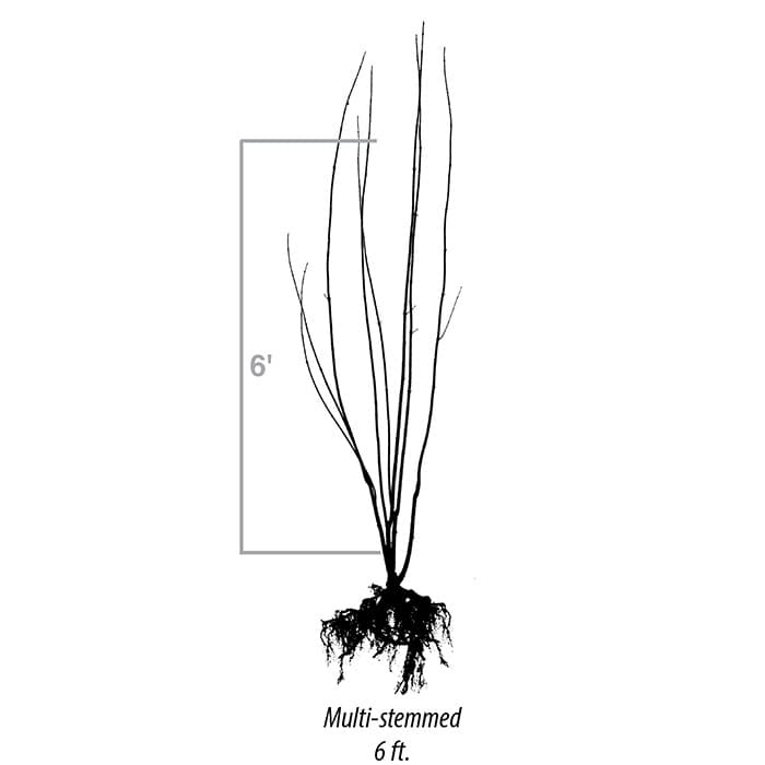 Frank Schmidt & Son Co - Product Lines - Multi-Stem, Clump and Singles for Clumping