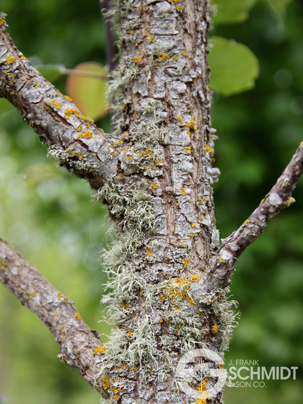 Javelin® Pear J. Frank Schmidt & Son Co.