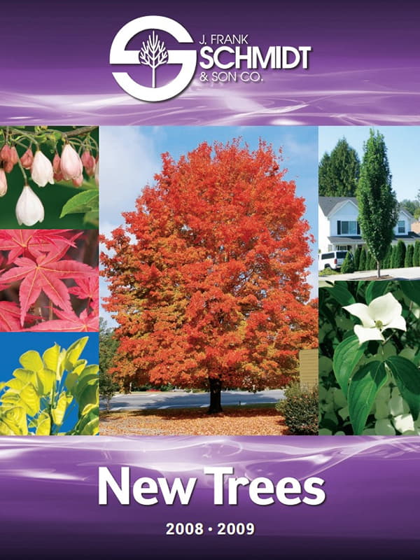 New Trees_2008-2009