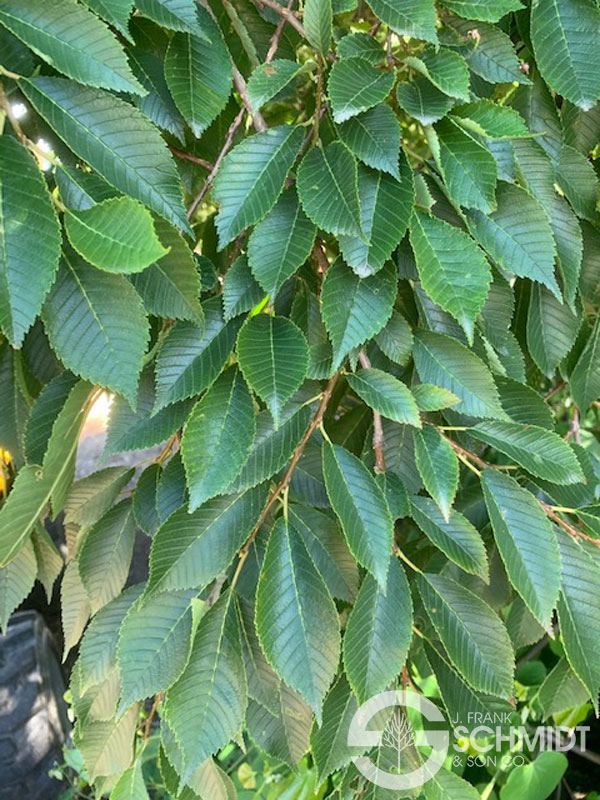 Summer Elixir® Elm - J. Frank Schmidt & Son Co.