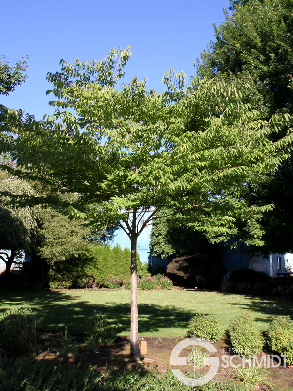 Wireless® Zelkova - J. Frank Schmidt & Son Co.