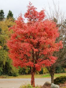 Fireburst® Paperbark Maple - J. Frank Schmidt & Son Co.