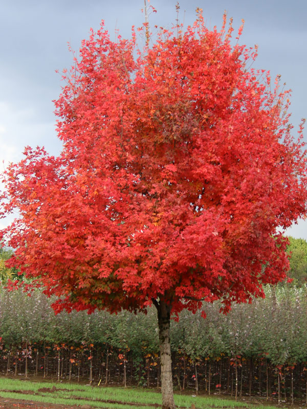 Final Fire Maple (Acer 'IslFinFi') in St. Charles Campton Geneva