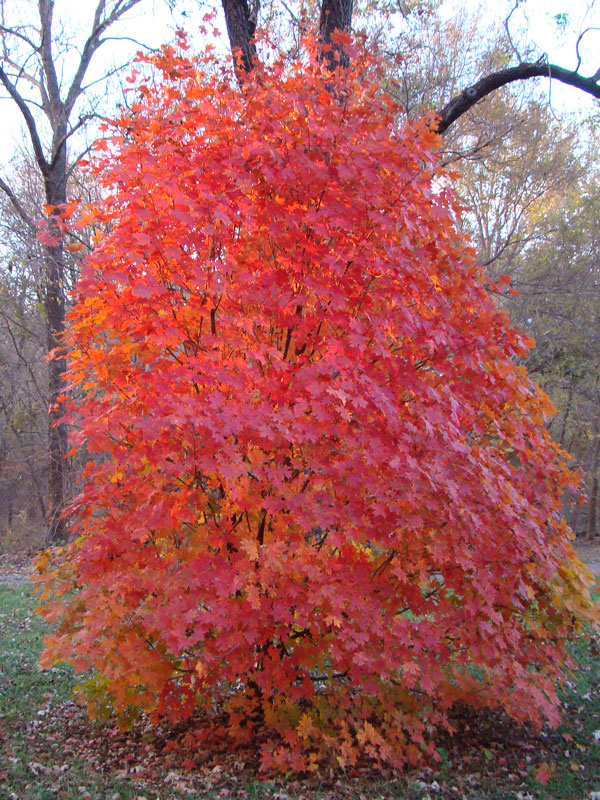 Final Fire Maple (Acer 'IslFinFi') in St. Charles Campton Geneva Elgin  Chicago Batavia Illinois IL at Wasco Nursery