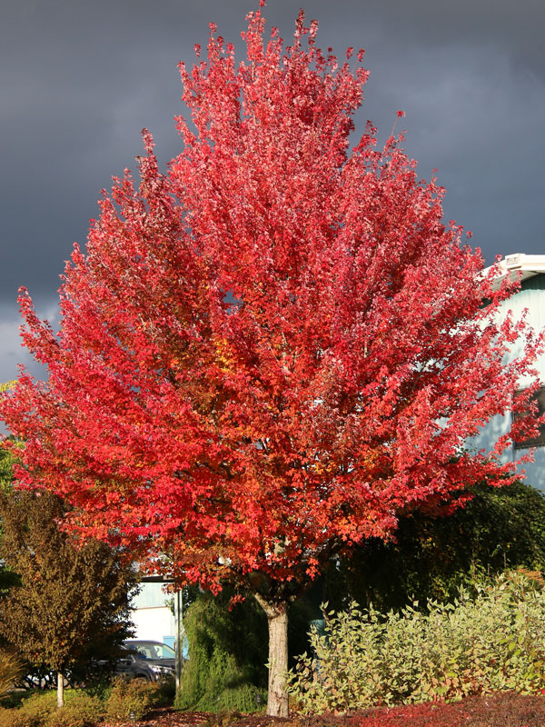 Final Fire Maple (Acer 'IslFinFi') in St. Charles Campton Geneva