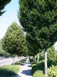 Hornbeams hailed as stalwart trees - J. Frank Schmidt & Son Co.