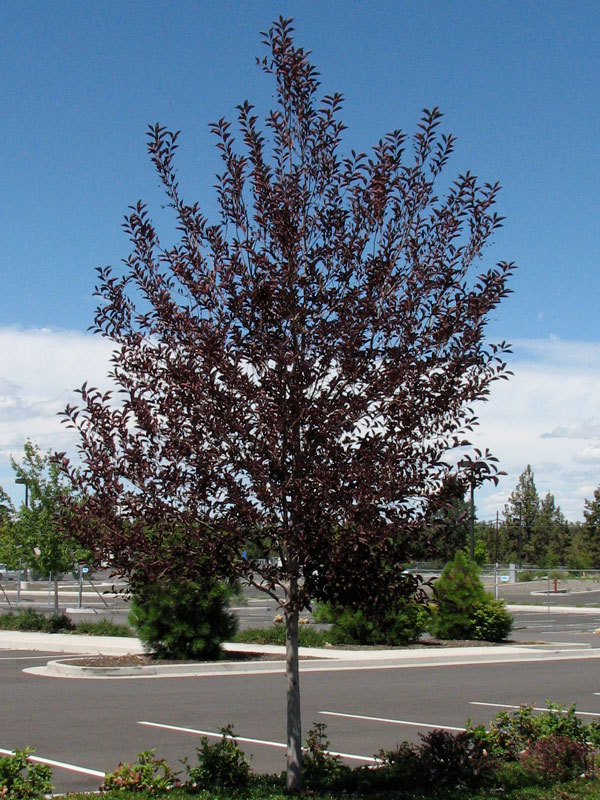 prunus virginiana canada red