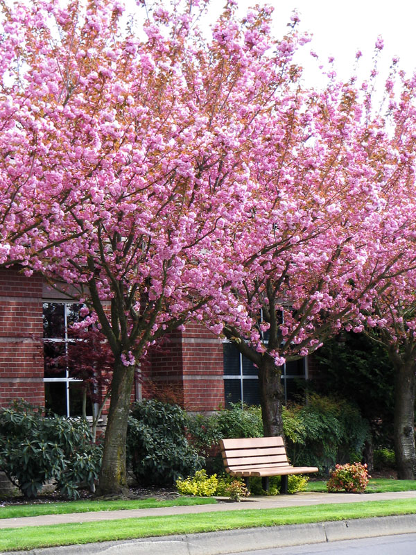 thumbnail image 2 of Kwanzan Cherry Tree Live Plant – Prunus Serrulata, 4-6 Inches Tall, Fast-Growing Flowering Tree 2 of 13