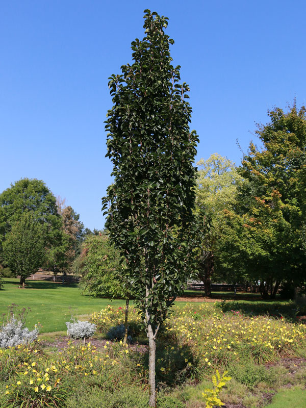 pear tree image