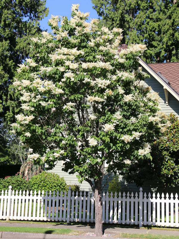 Japanese Lilac Tree Ivory Silk