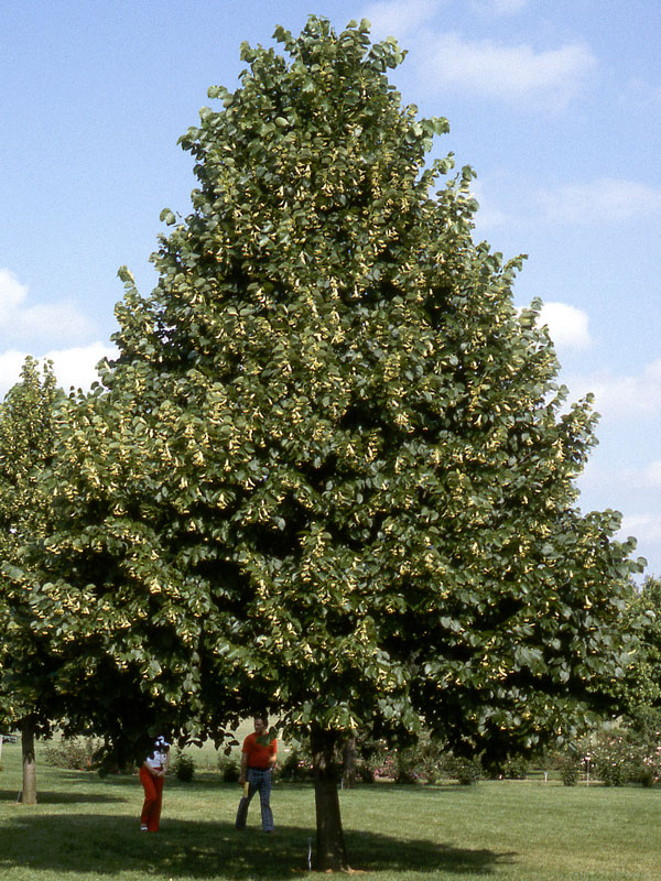 Redmond Linden Tree In Fall