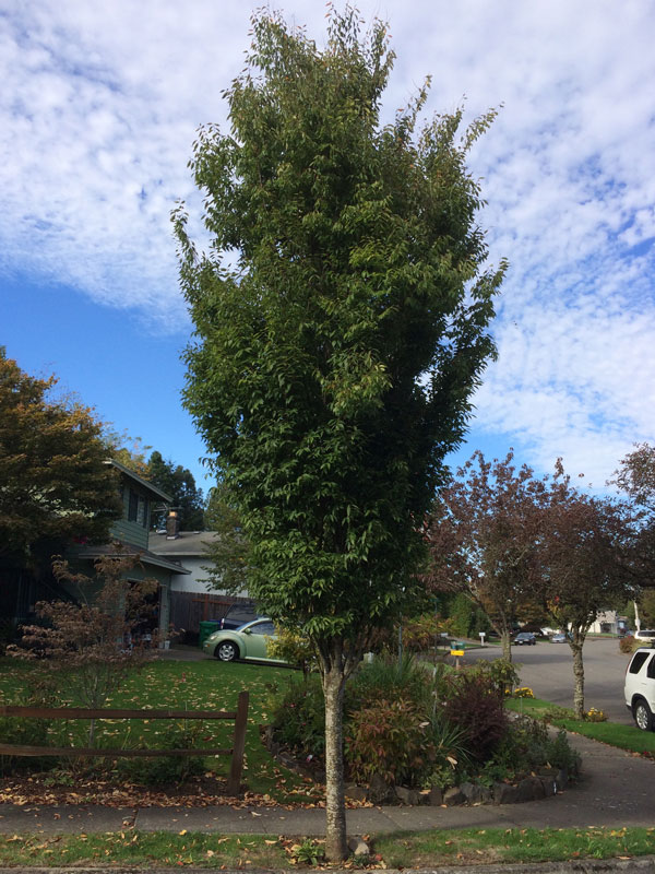 Zelkova