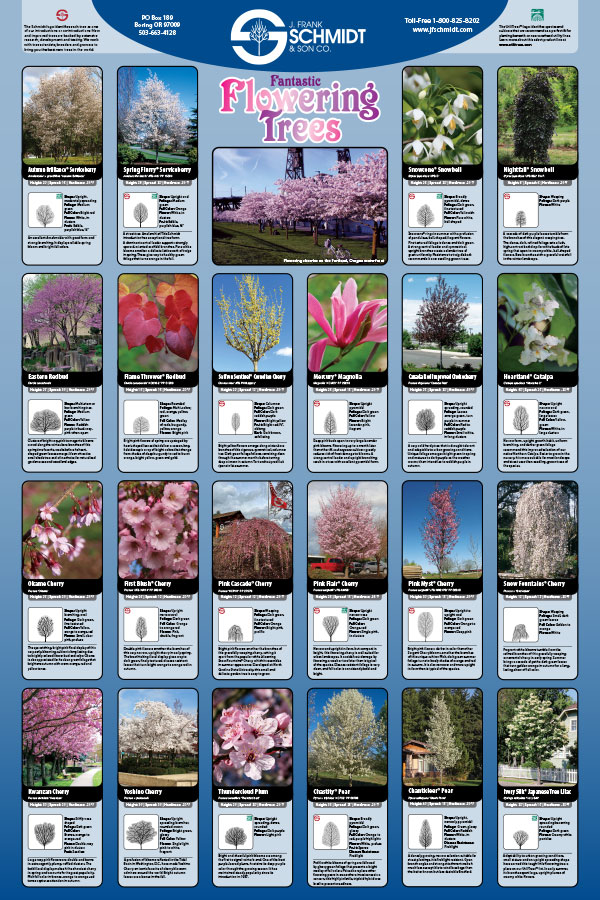 JFS-Flowering-Trees-Poster-2022