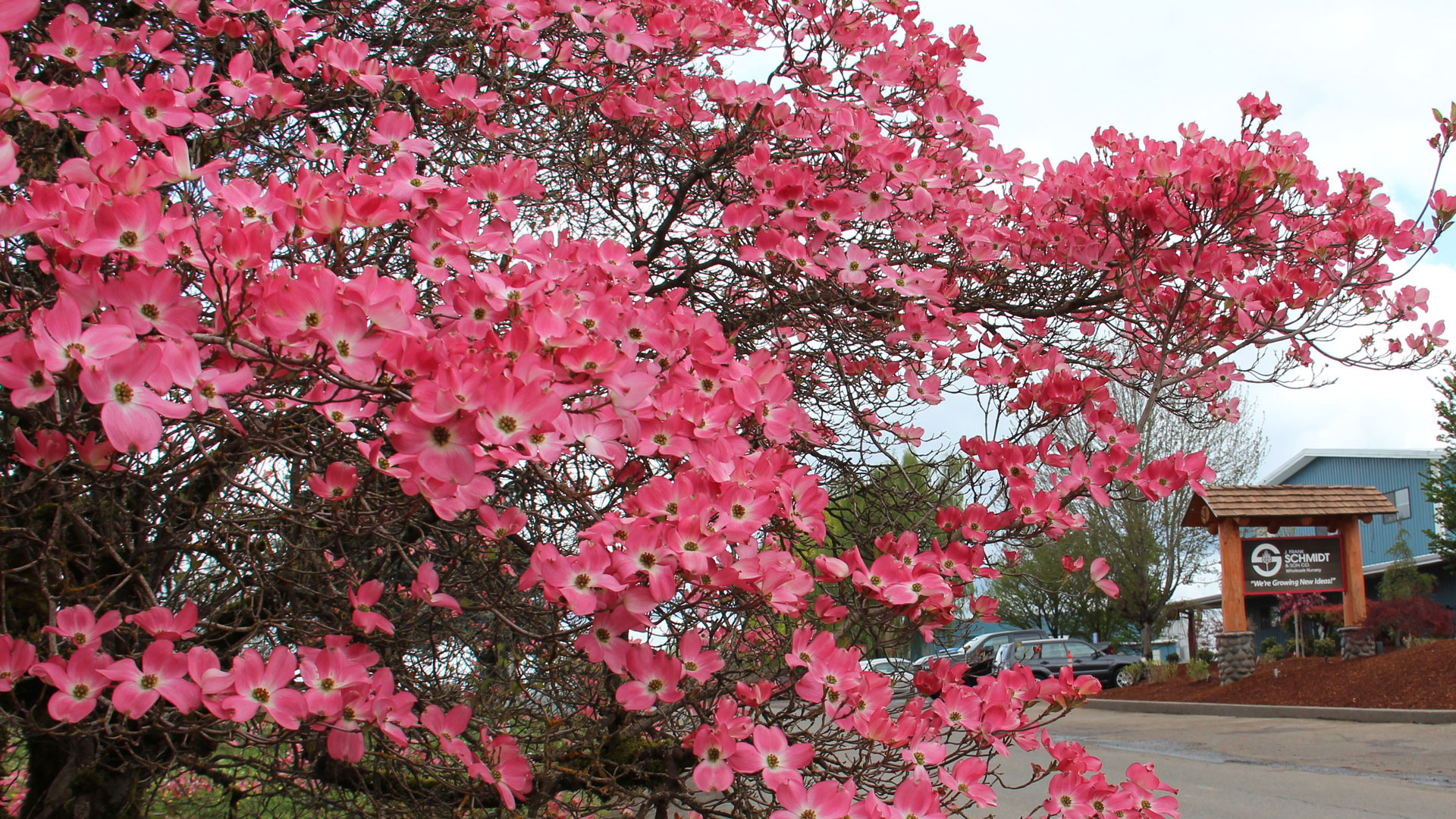 KoolKat® Katsura Tree - J. Frank Schmidt & Son Co.